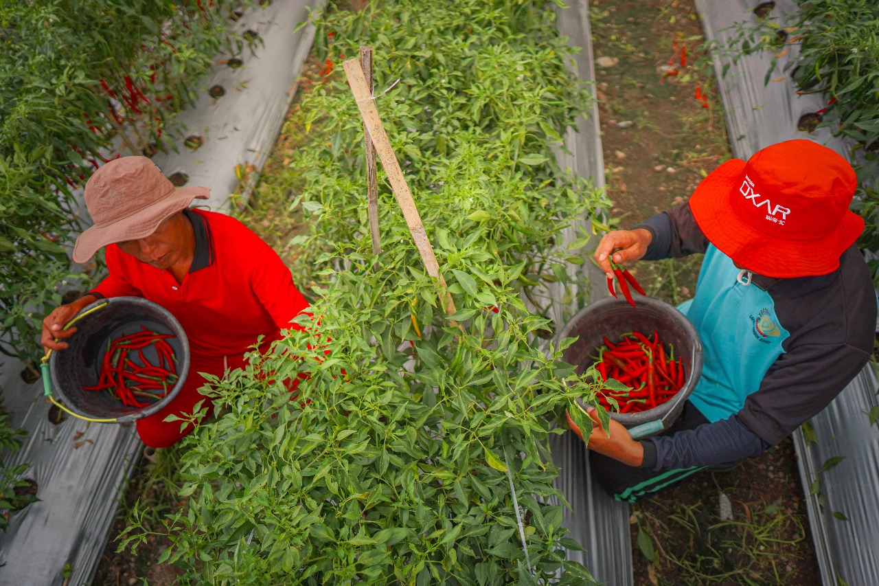 PRODUKTIF: Warga binaan Lapas Kelas IIA Lobar masih tetap produktif dengan menanam cabai di persawahan milik Lapas untuk menjaga Ketahanan Pangan Nasional.