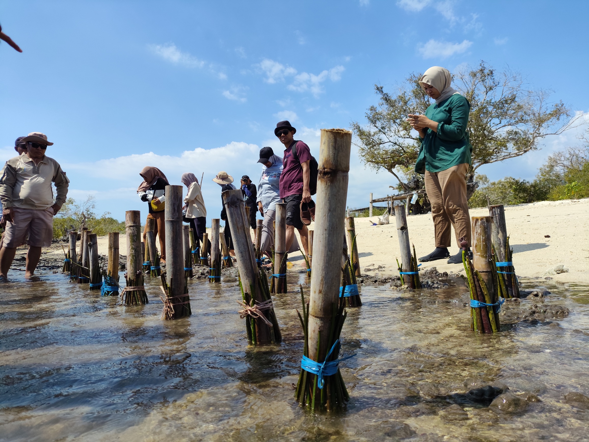Bibit mangrove hasil penyemaian di Pulau Namo, Sumbawa Barat, dibesarkan dengan metode tanam tiang pancang di pesisir pantai. (FOTO: DIDIT/LOMBOK POST)