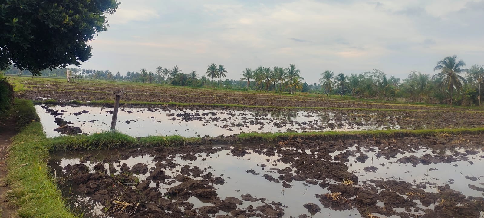 JANGAN BERALIH FUNGSI: Lahan persawahan di Lombok Utara diharapkan dapat terus dilindungi