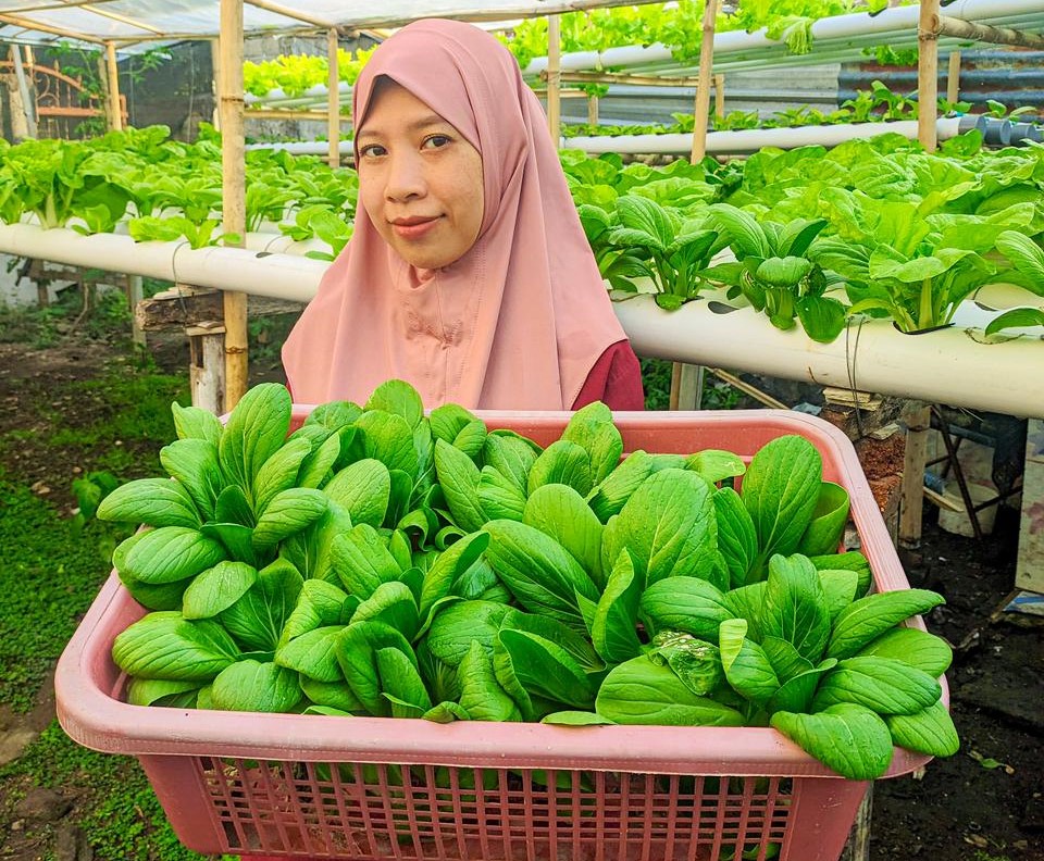 Lena Mecun Hydrofarm, cuan dari bisnis hidroponik di Lombok Utara.