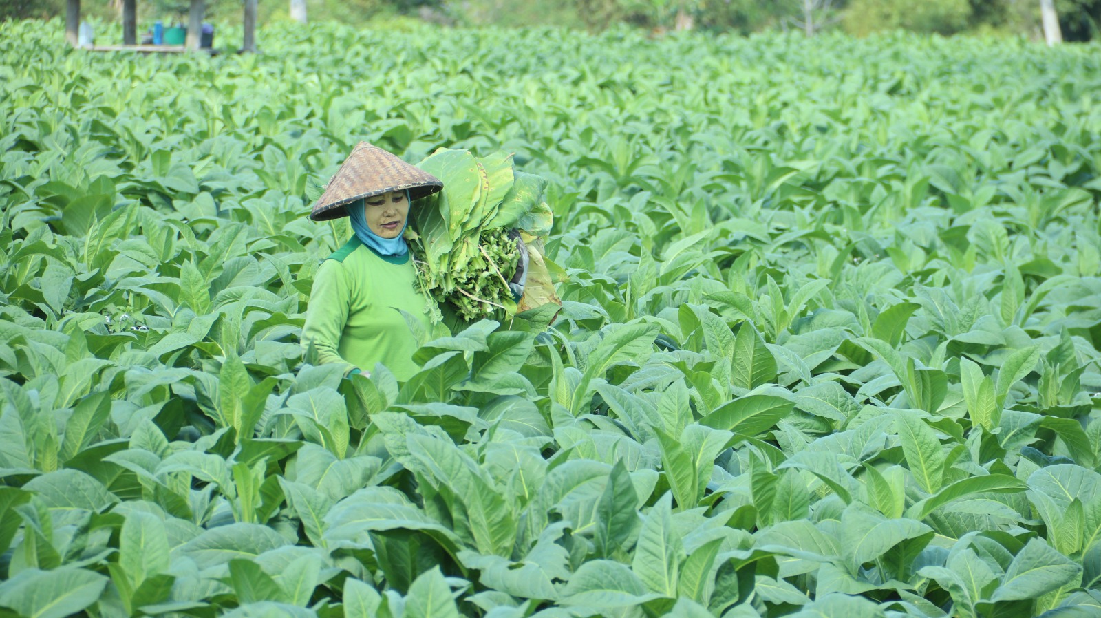 Seorang petani tembakau sedang memanen lembaran-lembaran daun tembakau di Lombok Tengah, beberapa waktu lalu.