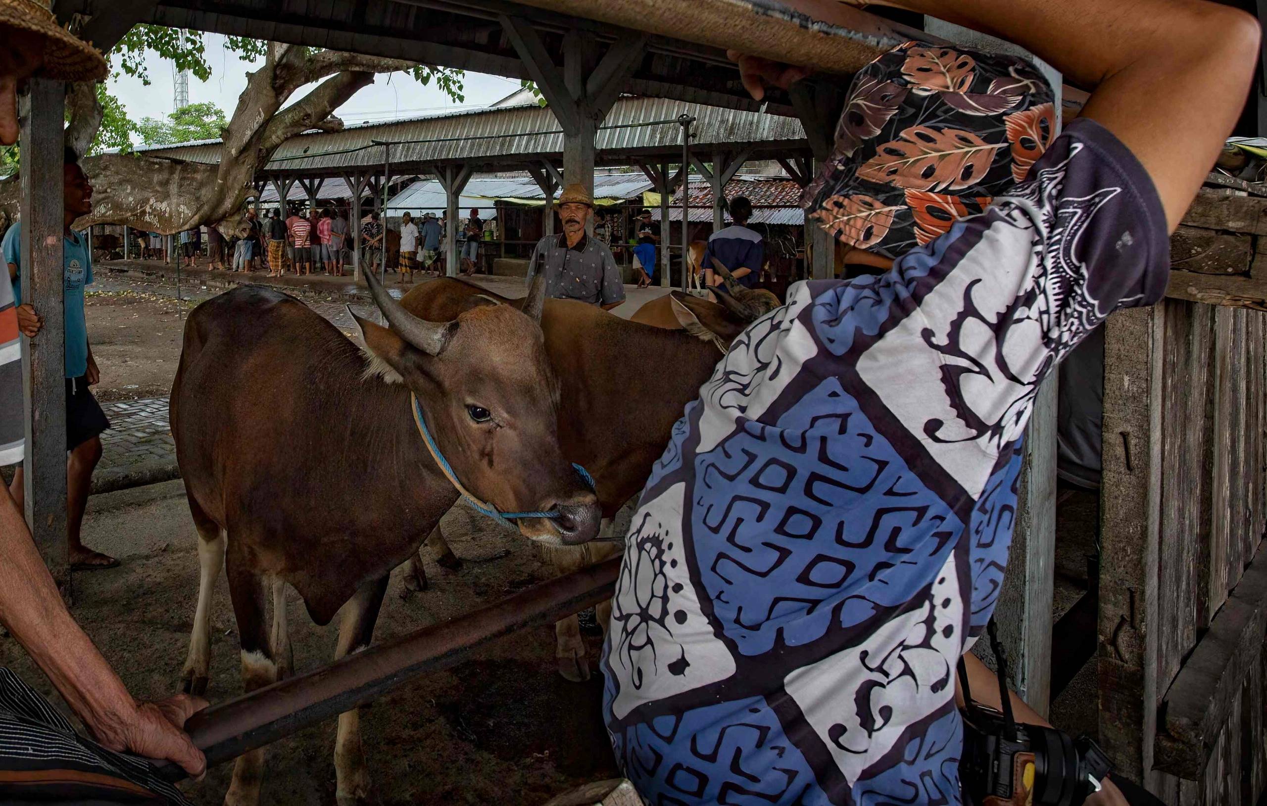 CEGAH PENYEBARAN: Sapi-sapi peternak yang menunggu pembeli, di Mataram beberapa waktu lalu.