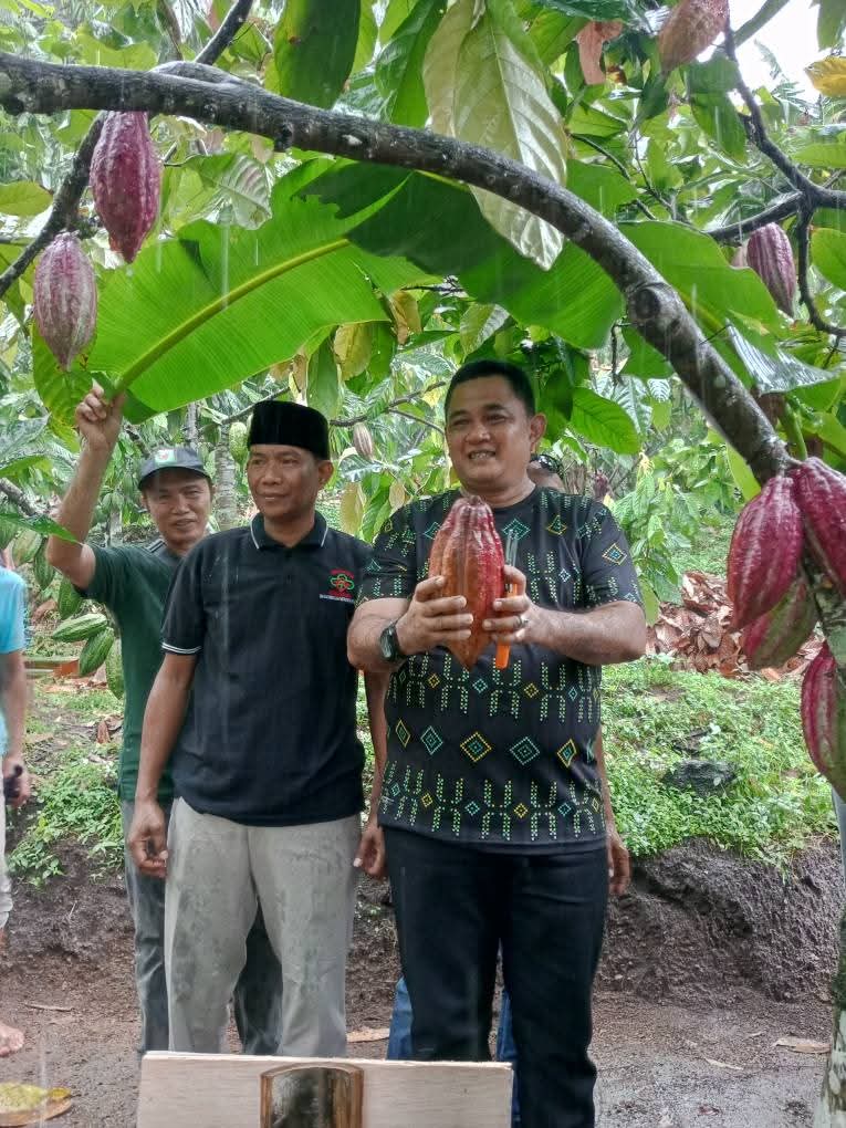Wakil Bupati KLU dan Wakil Ketua DPRD Hakamah menunjukkan hasil panen Kakao di Lereng Murmas kemarin