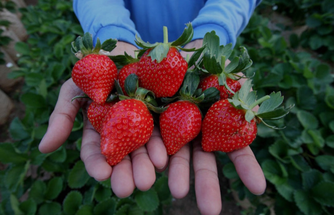 Rekomendasi kebun buah di Lombok