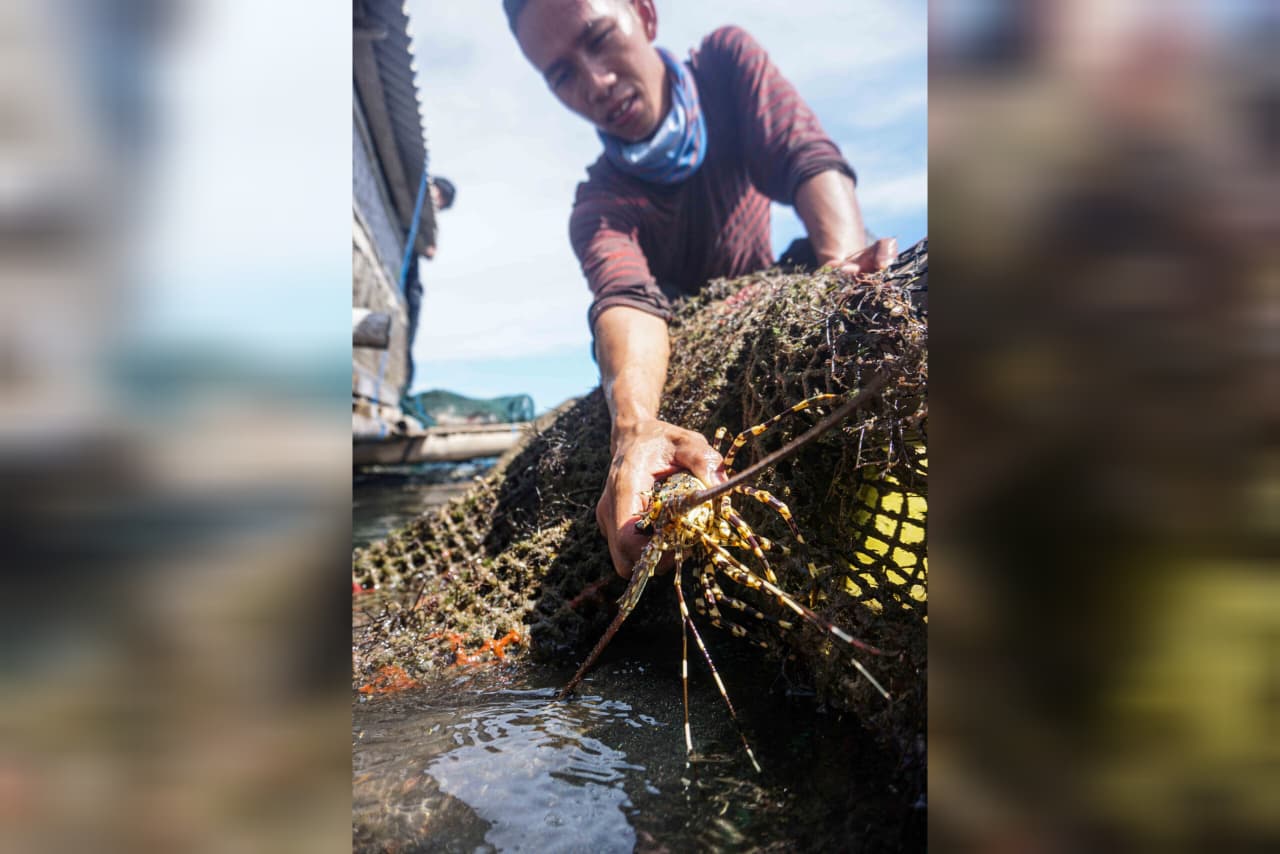 BBL maupun Lobster memiliki nilai ekonomis tinggi, hal ini tentu memberikan keuntungan besar bagi negara. Karenanya, KKP perlu mengakomodir kepentingan pemda.
