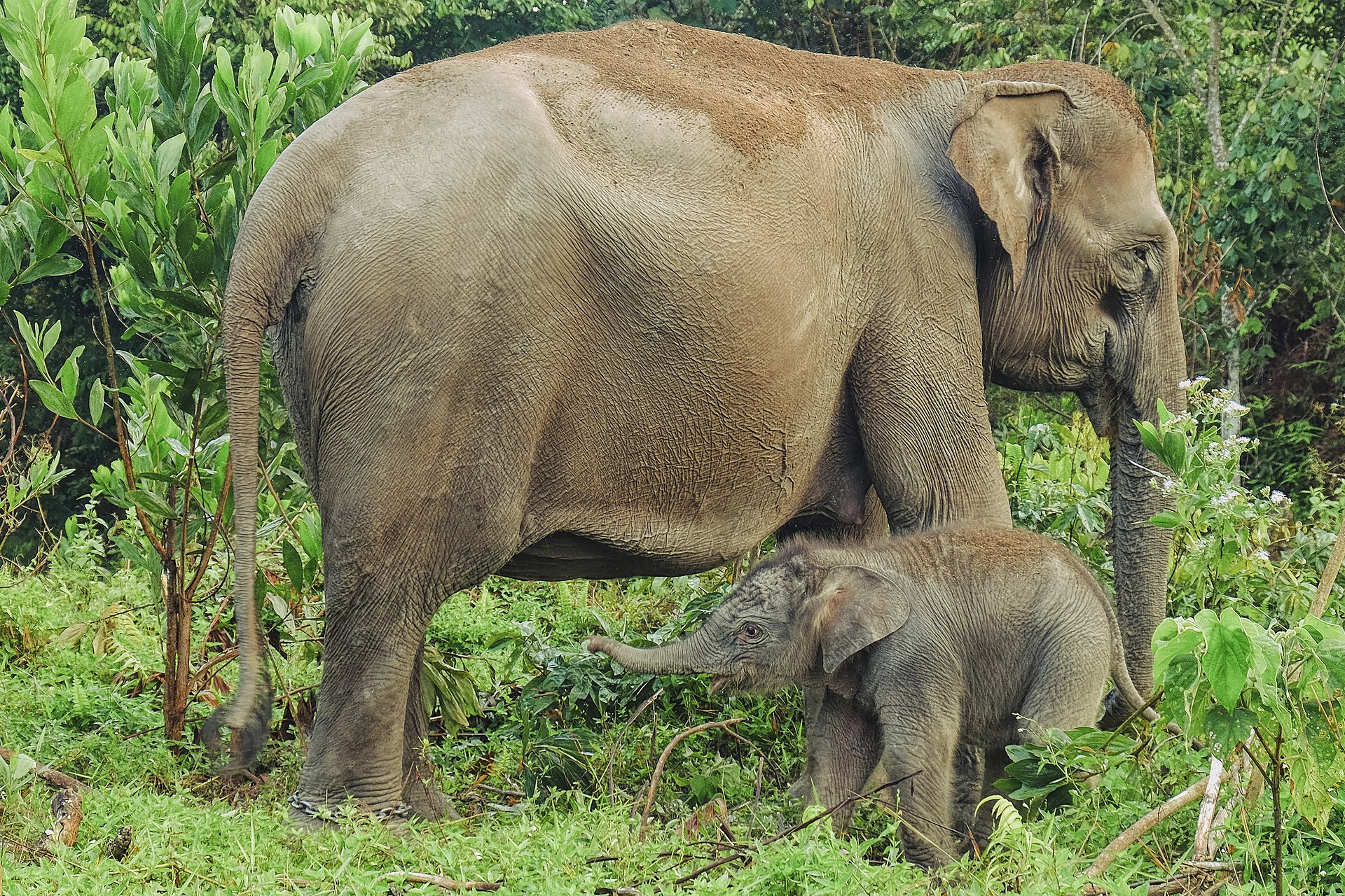 Ilustrasi Gajah