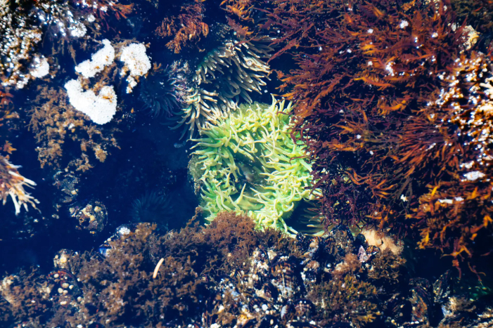 BRIN kembangkan sistem deteksi dini penyakit ice-ice di rumput laut Lombok untuk bantu petani cegah kerugian dan jaga budidaya berkelanjutan.