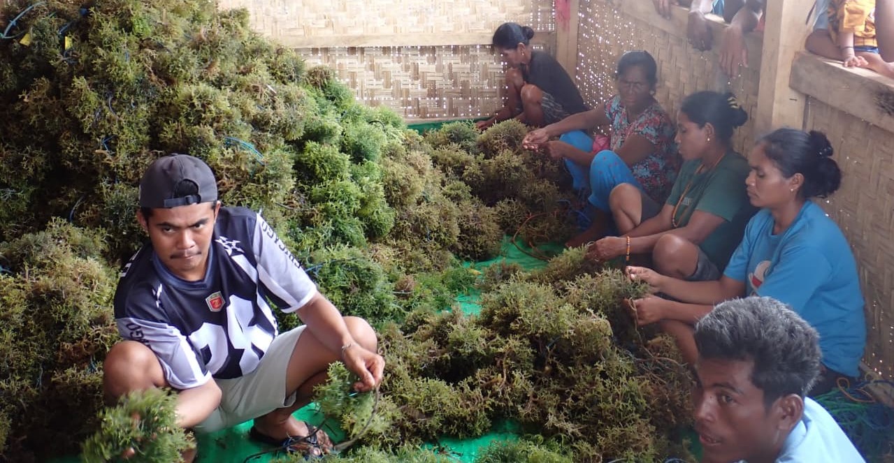Masyarakat pesisir di Desa Kaliuda, Sumba Timur membersihkan rumput laut hasil  kolaborasi Unram dan Konservasi Indonesia.