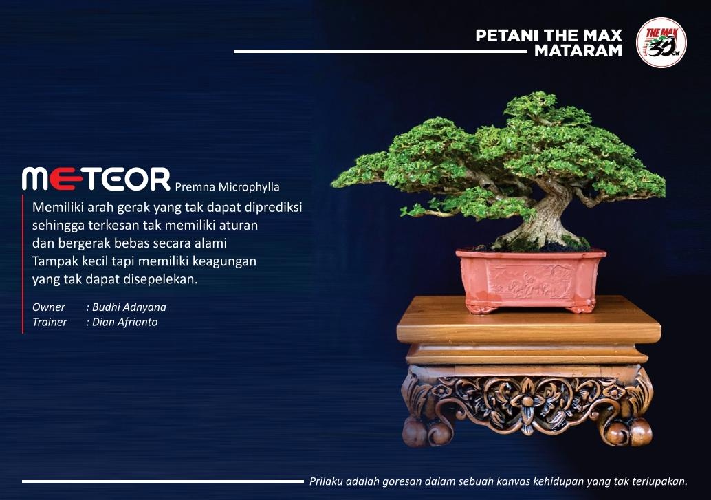 Salah satu koleksi The Max Mataram yang akan ikut Kontes Bonsai Internasional di Bali.