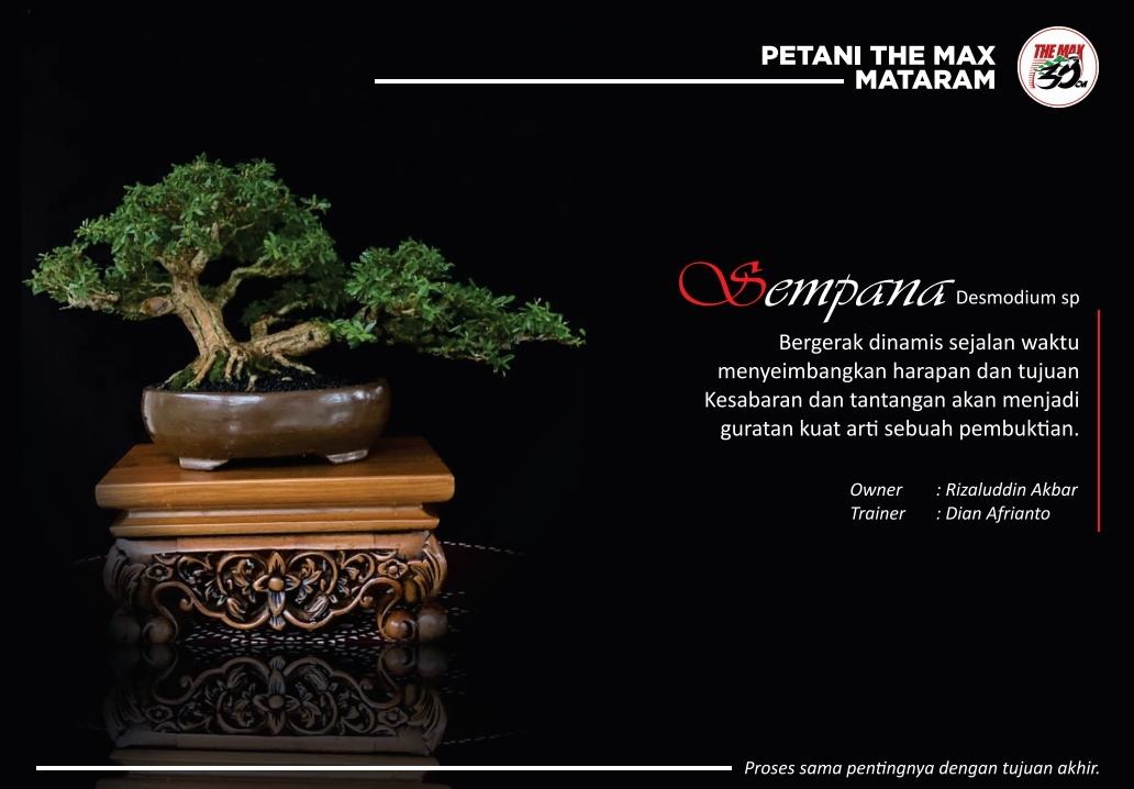 Salah satu koleksi The Max Mataram yang akan ikut Kontes Bonsai Internasional di Bali.