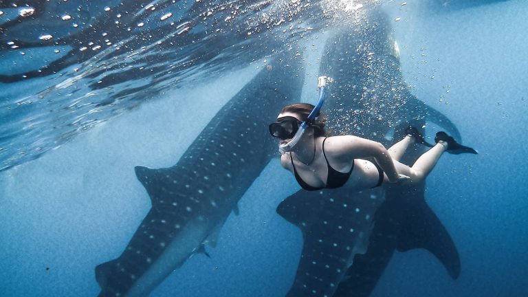 Seorang wisatawan berenang di kawasan wisata Hiu paus Teluk Saleh, Sumbawa, belum lama ini. (Dok The Langka Travel)