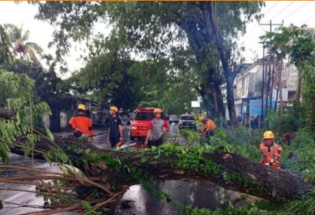 Cuaca Ekstrem Akibatkan Pohon Tumbang dan Banjir Landa Lombok Tengah, 18 Rumah Terendam