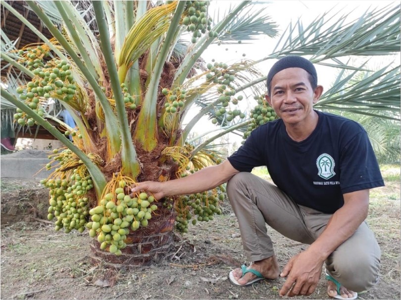 TEMBUS PASAR DUNIA: Kurma Tropis Lombok Utara telah menembus peringkat tujuh terbaik dunia dalam kompetisi internasional di Dubai