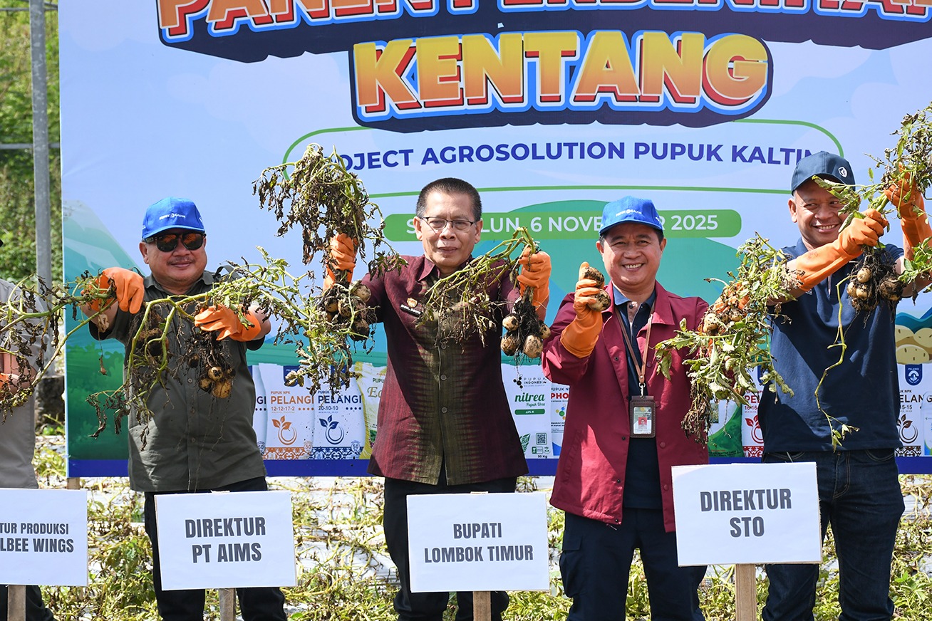 Wakil Bupati Lombok Timur saat melakukan panen raya kentang varietas Chitra di Kecamatan Sembalun, Kamis (6/11).