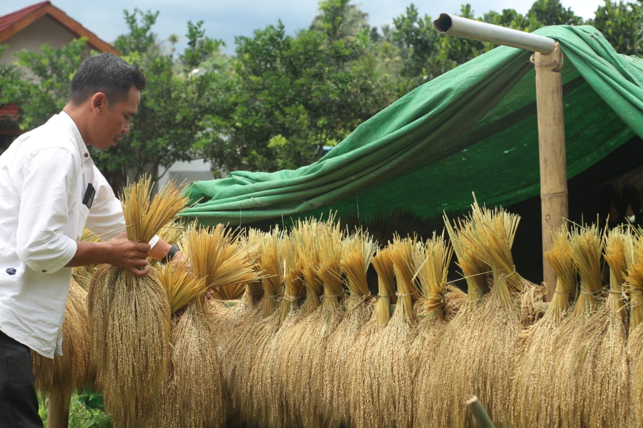 Nasipudin petani sekaligus kepala Desa Jeruk Manis saat menjemur padi Lese yang baru selesai di panen di lahan pertanian miliknya, Minggu (16/11).