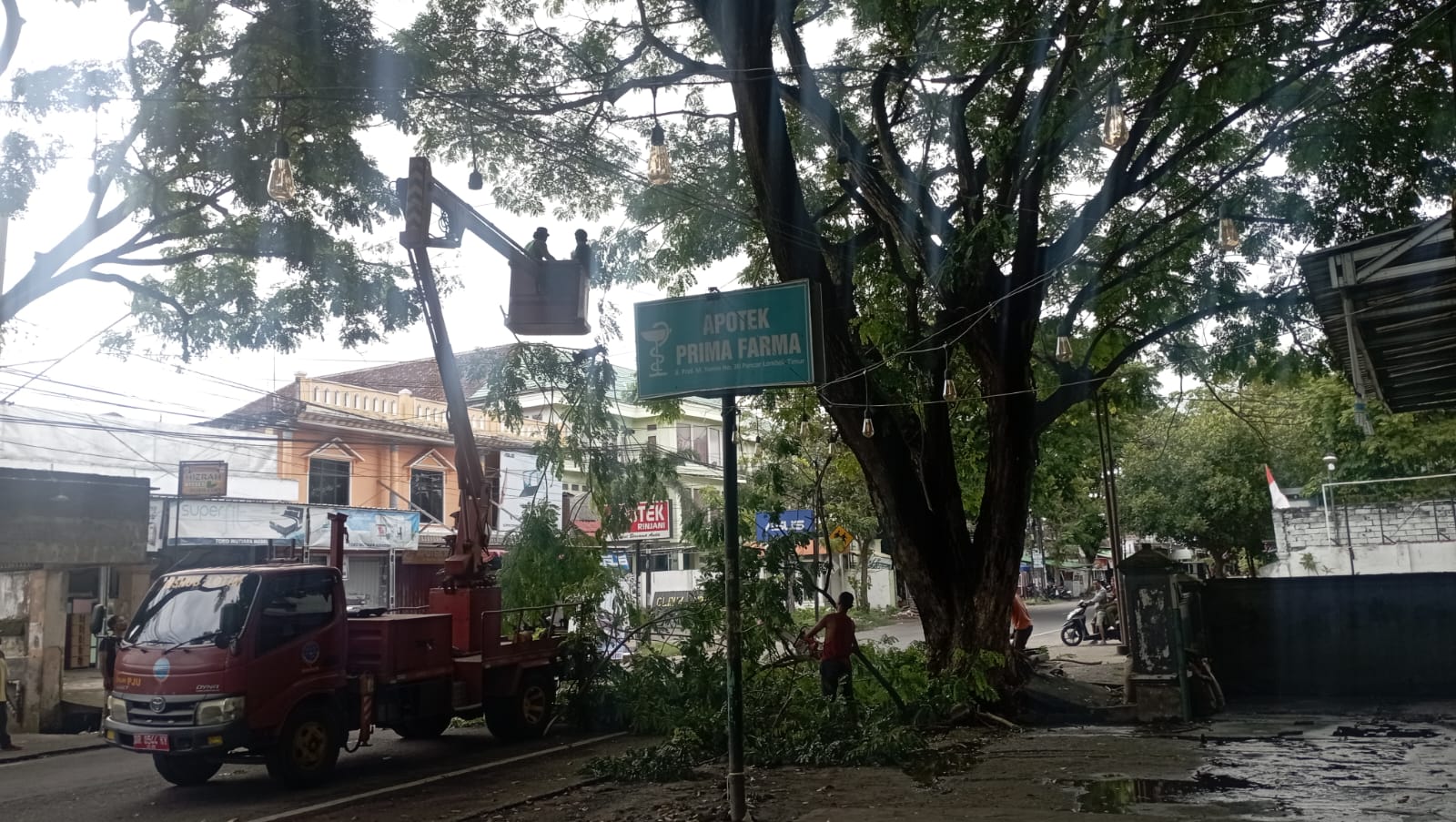 Petugas Dinas Lingkungan Hidup (DLH) Lombok Timur (Lotim) saat melakukan pemangkasan pohon-pohon rawan tumbang di salah satu jalan di Kota Selong, Kamis (20/11)