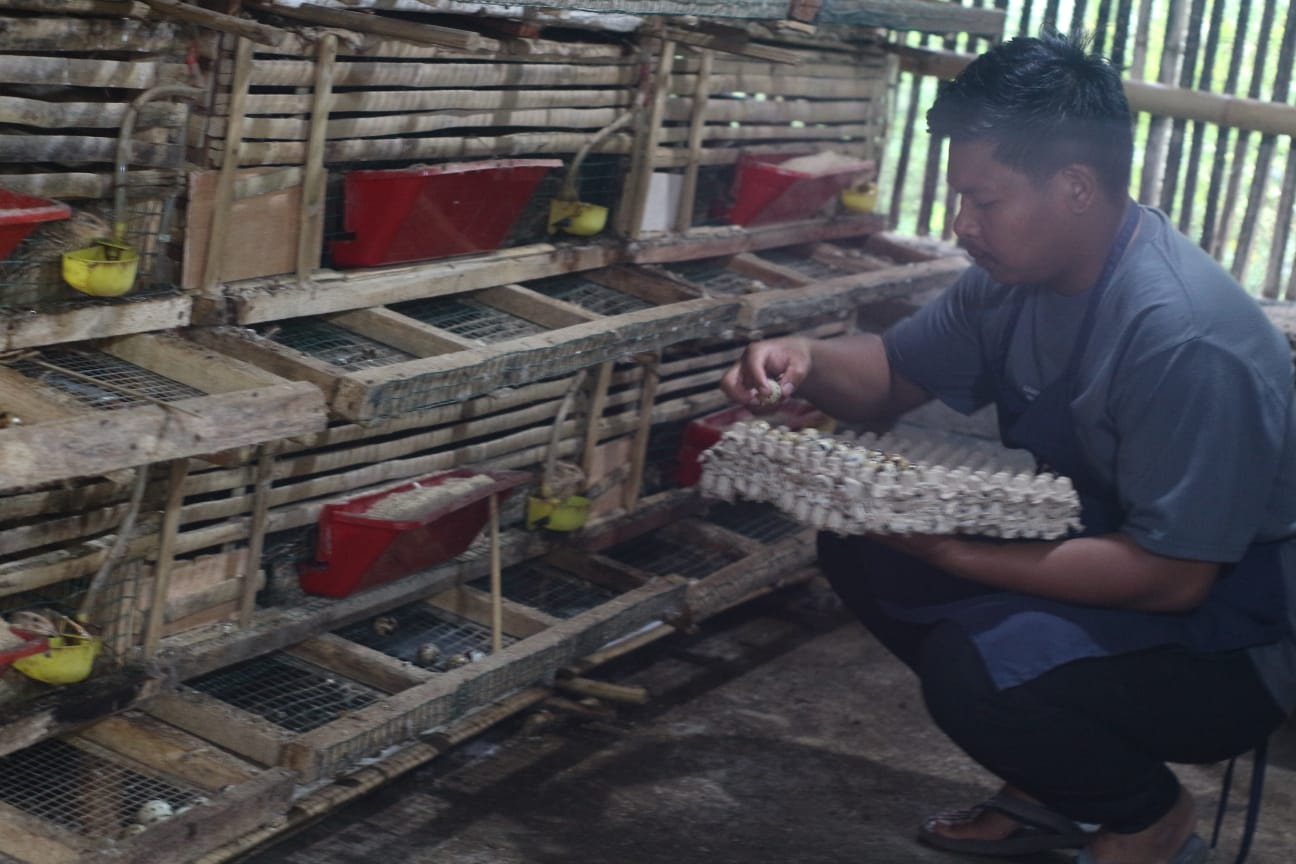 Rusnadi peternak puyuh petelur di Desa Jeruk Manis, saat mengambil telur puyuh di kandang miliknya, Minggu (23/11)