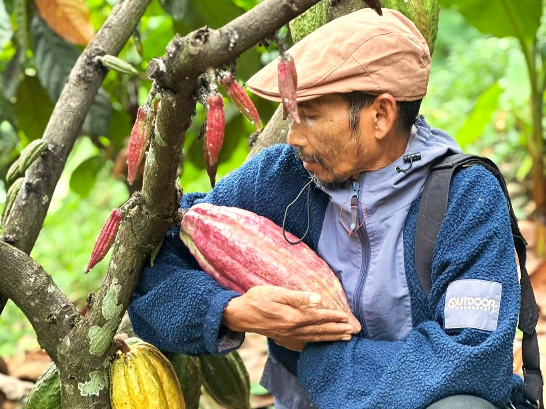 Kakao unik jabat manjulu dilirik pasar filipina hingga amerika.
