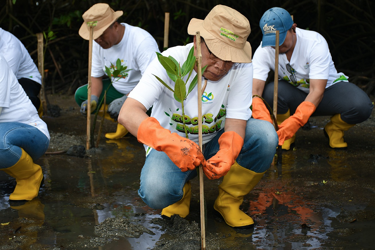 Wakil Bupati Lotim Moh Edwin Hadiwijaya saat menanam pohon mangrove