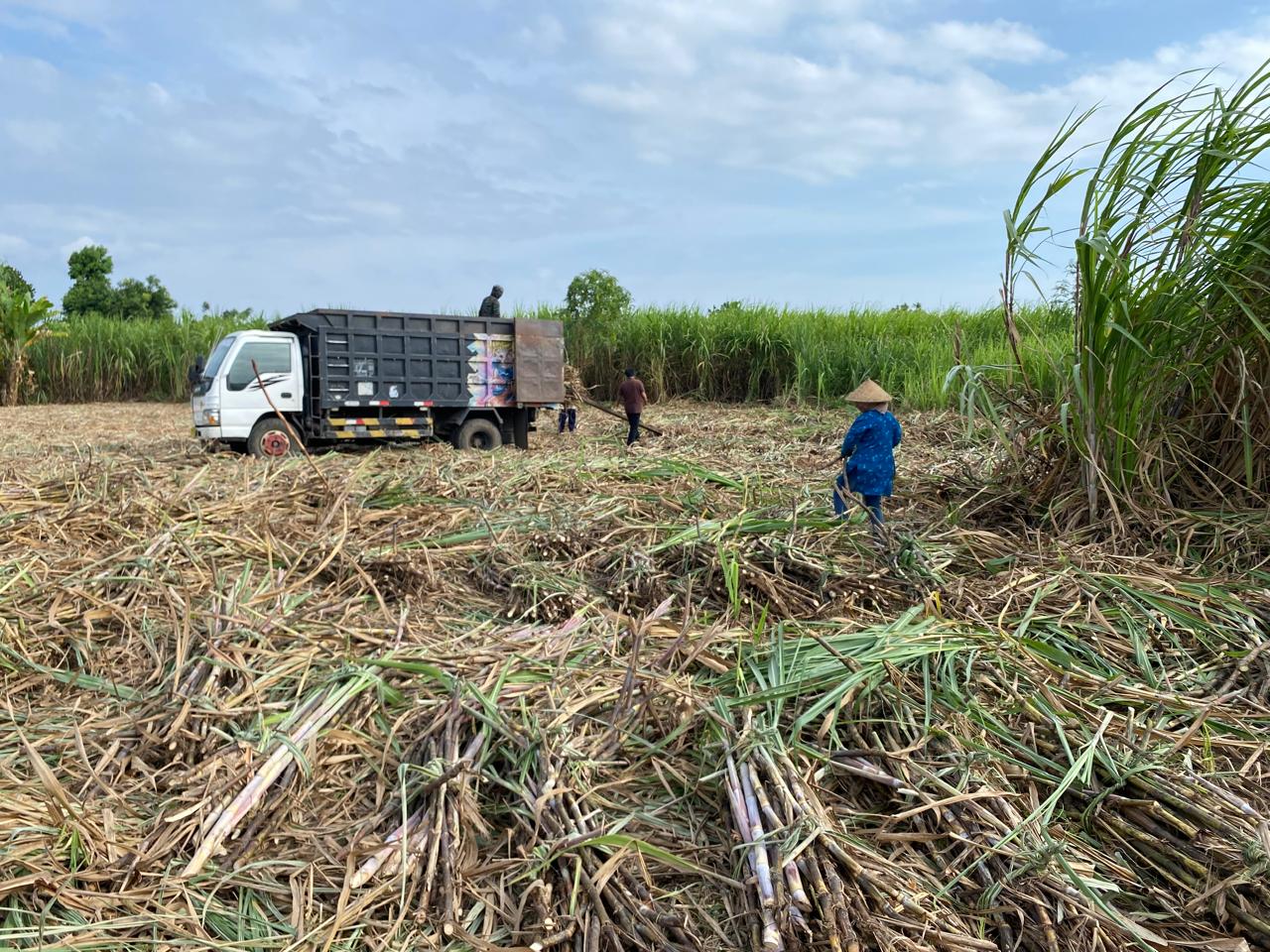 MINIM PERHATIAN: Di tengah defisit produksi gula nasional, fokus pembangunan di NTB diduga masih lebih condong ke sektor pariwisata, mengabaikan potensi pertanian lahan kering seperti tebu.