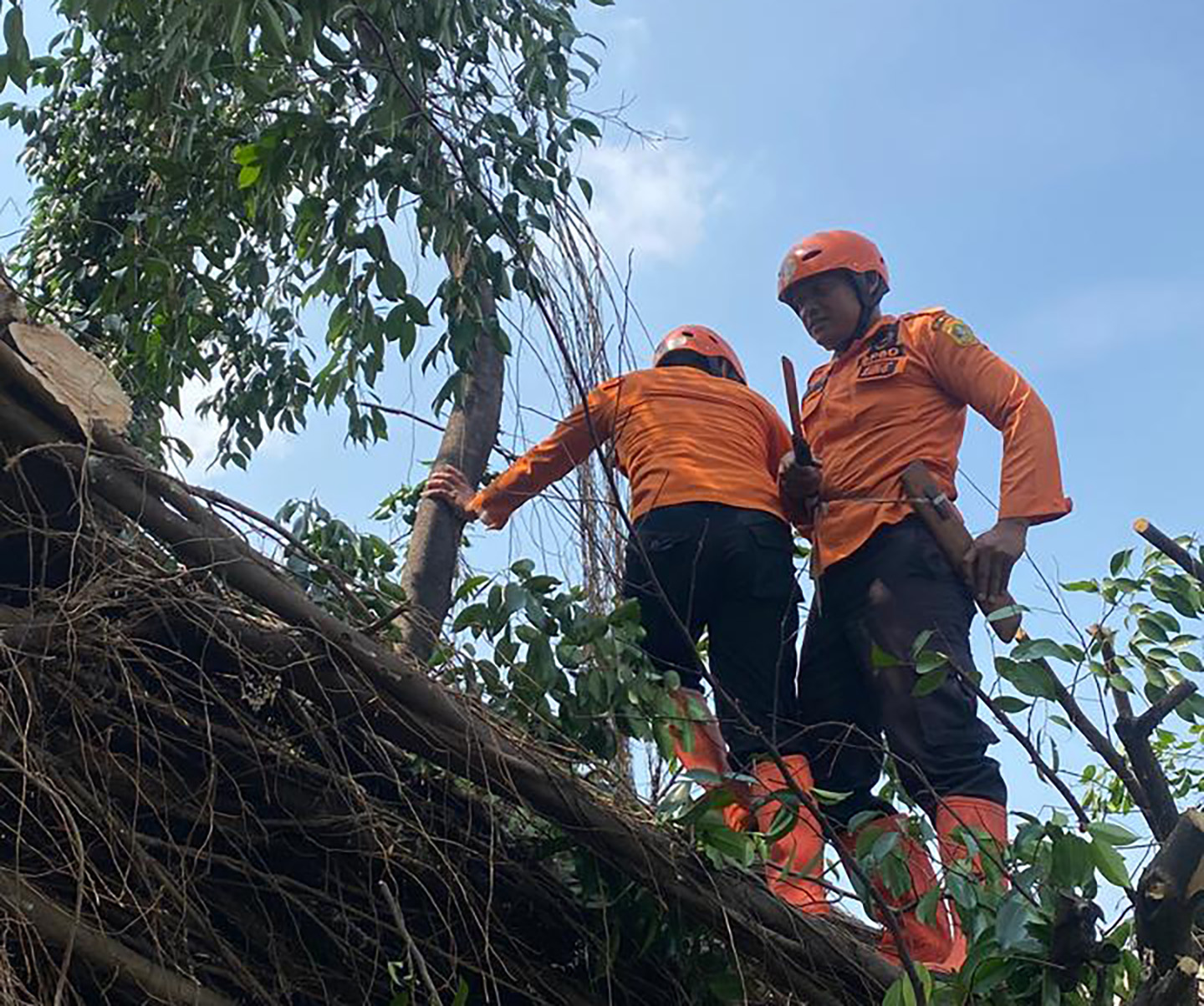 BPBD Kabupaten Bogor bersama petugas gabungan mengevakuasi pohon tumbang di Desa Ciriung, Kecamatan Cibinong , Kabupaten Bogor, Jawa Barat,  pada Selasa (2/12).