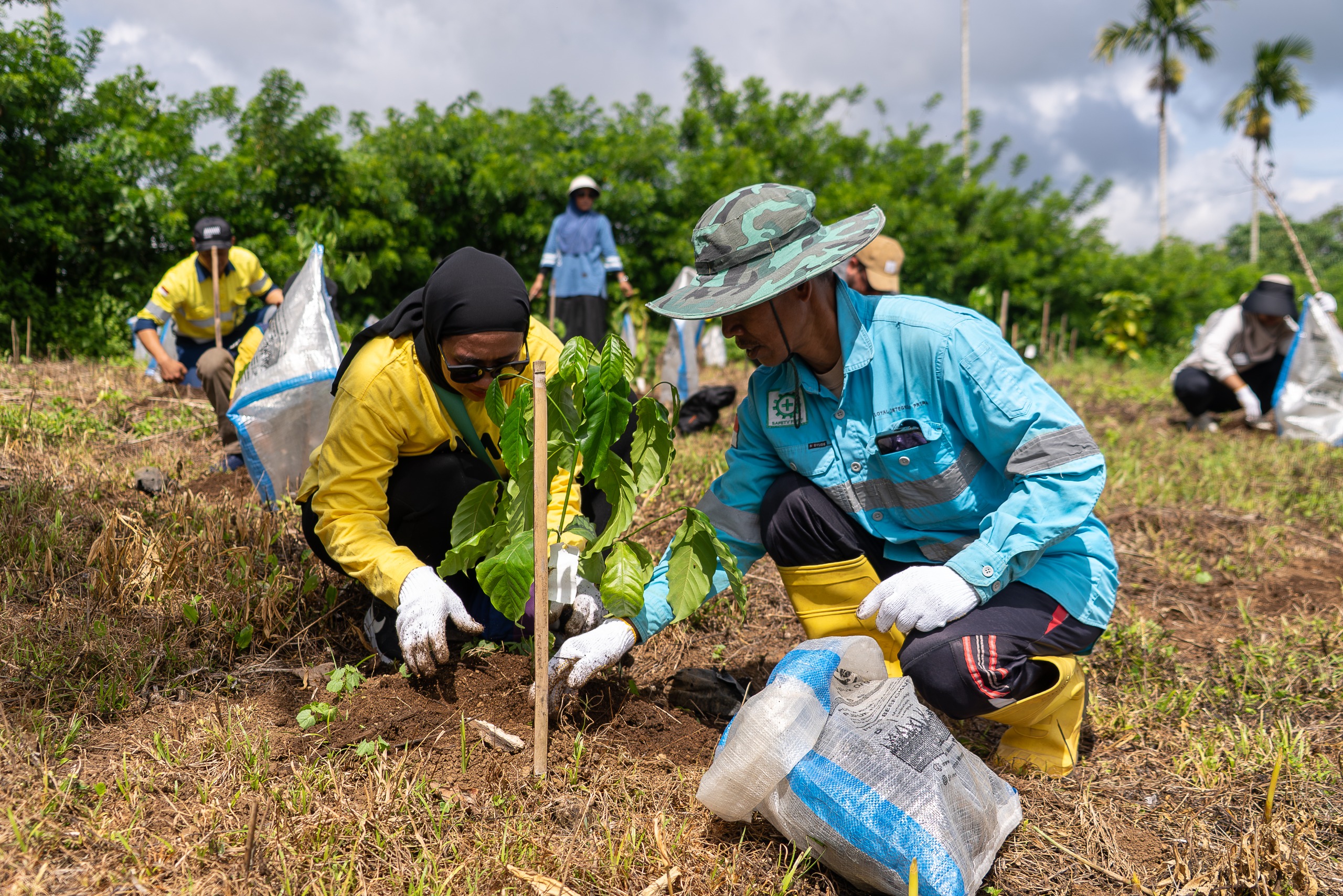 Penanaman bibit pohon yang diinisiasi AMMAN untuk memperingati Hari Menanam Pohon Indonesia di Sumbawa.