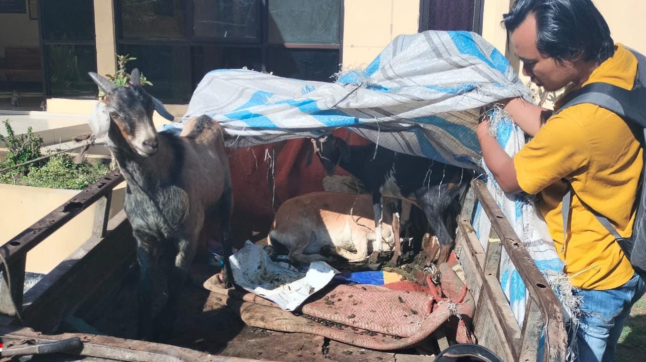 DIAMANKAN: Kendaraan roda tiga dan lima ekor kambing diamankan di Polsek Soromandi, Jumat (5/12).