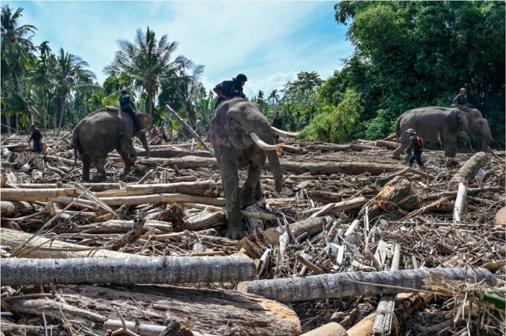 TANGGAP DARURAT: Anggota Korps Brigade Mobil Indonesia yang mengerahkan gajah Sumatera untuk membantu membersihkan puing-puing pohon setelah banjir bandang di Meureudu, Kabupaten Pidie Jaya, Aceh.