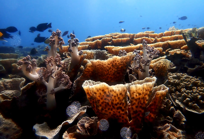 Pengasaman laut di Paparan Sunda meningkat dua kali lebih cepat dari global. Penelitian BRIN ungkap ancaman serius bagi karang dan ekosistem.