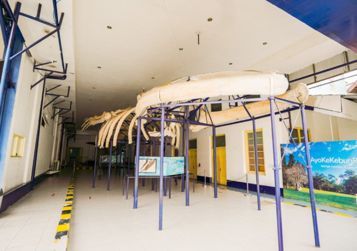 Museum Zoologi Bogor miliki jutaan spesimen dan jadi koleksi fauna terbesar di Asia Tenggara, masuk 10 besar dunia versi BRIN.