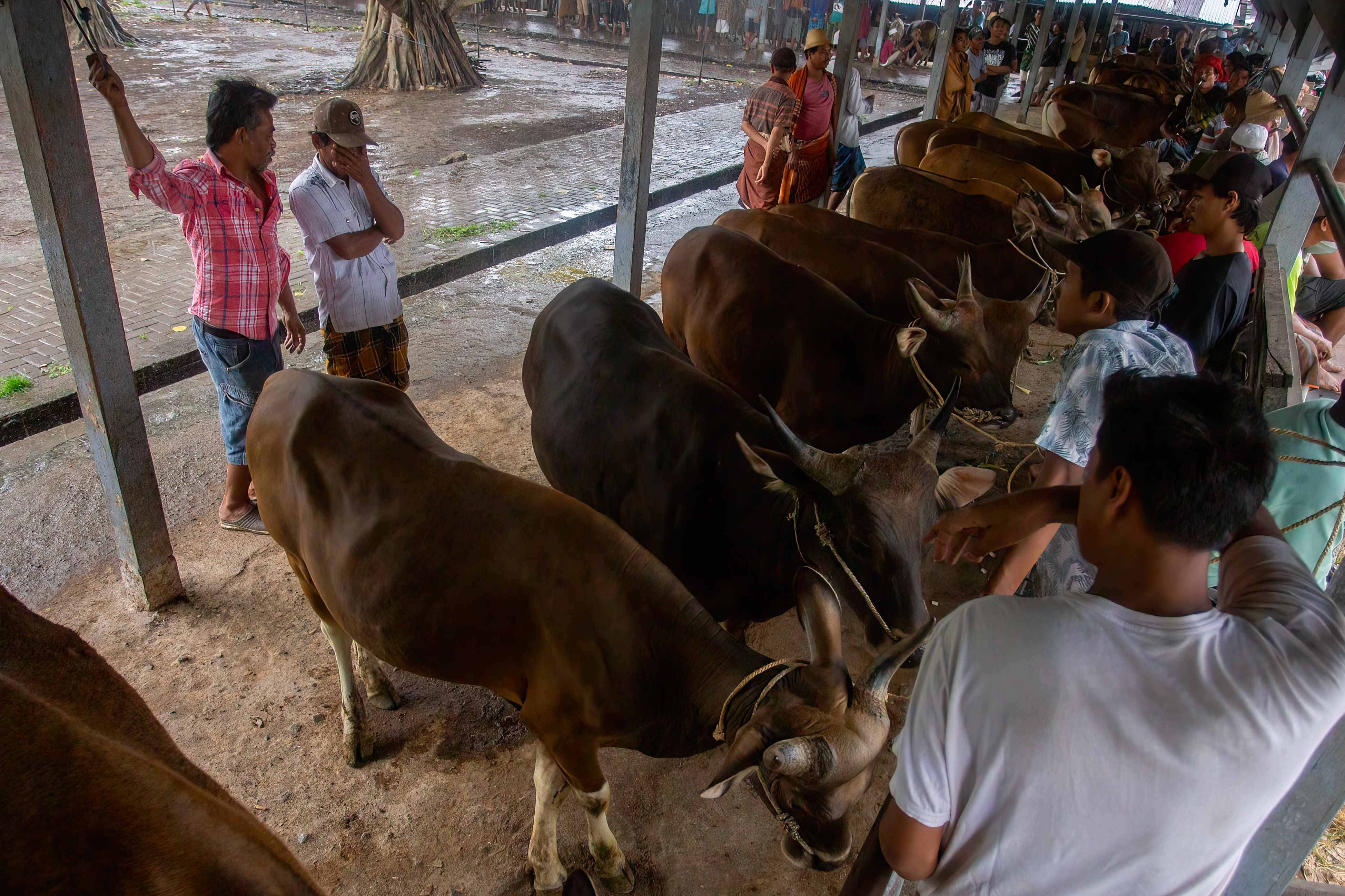 PENUHI KEBUTUHAN: Komoditas sapi menjadi salah satu andalan sektor peternakan, untuk dikirim ke berbagai wilayah di luar provinsi NTB.