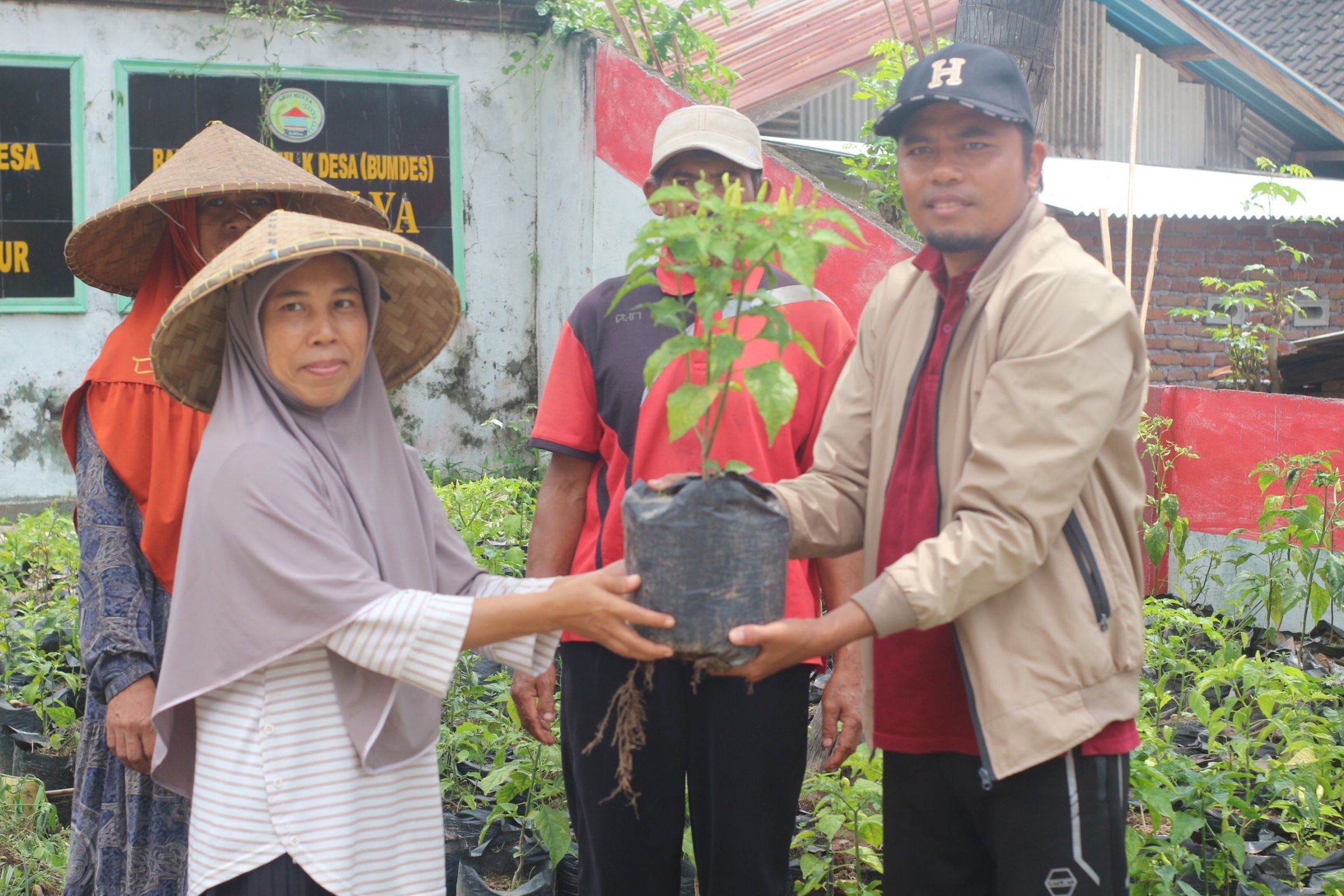Kepala Desa Kalijaga Timur Hiswaton saat menyerahkan bantuan bibit kepada warga untuk program ketahanan pangan.