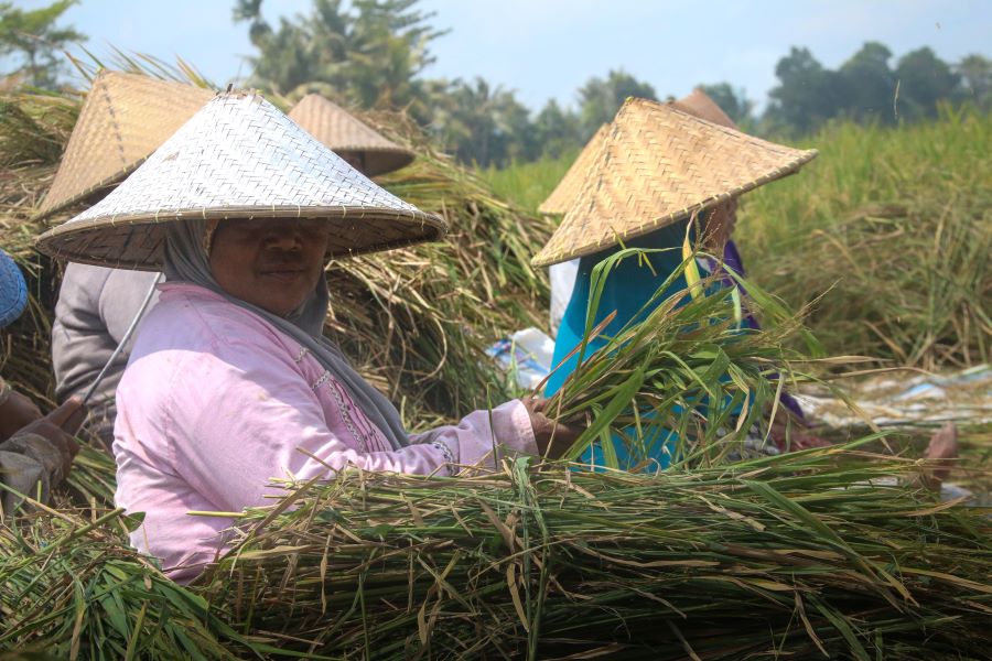realisasi produksi petani mataram