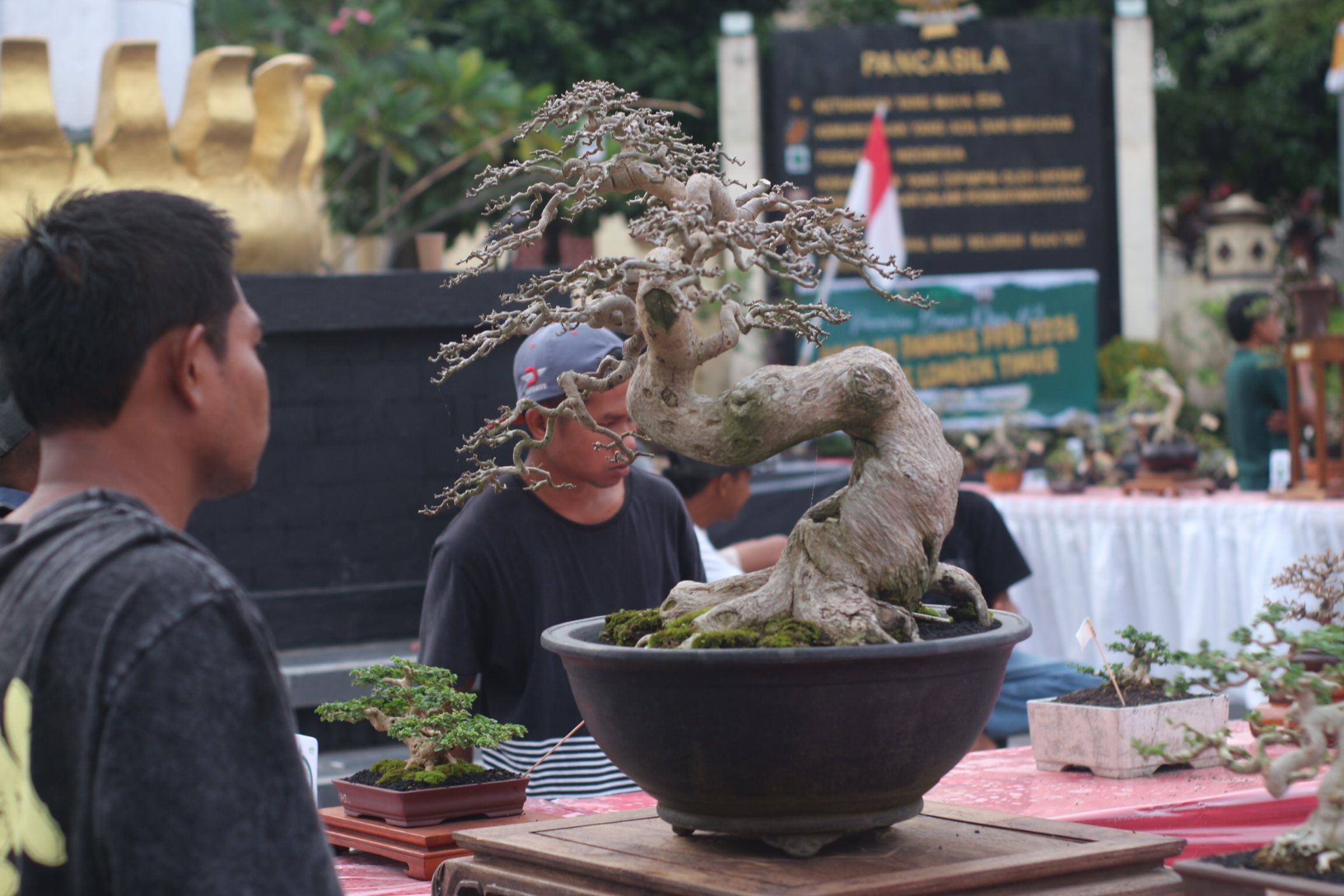 Bonsai-bonsai dengan bentuk yang unik dipamerkan di Desa Lendang Nangka, Selasa (30/12)