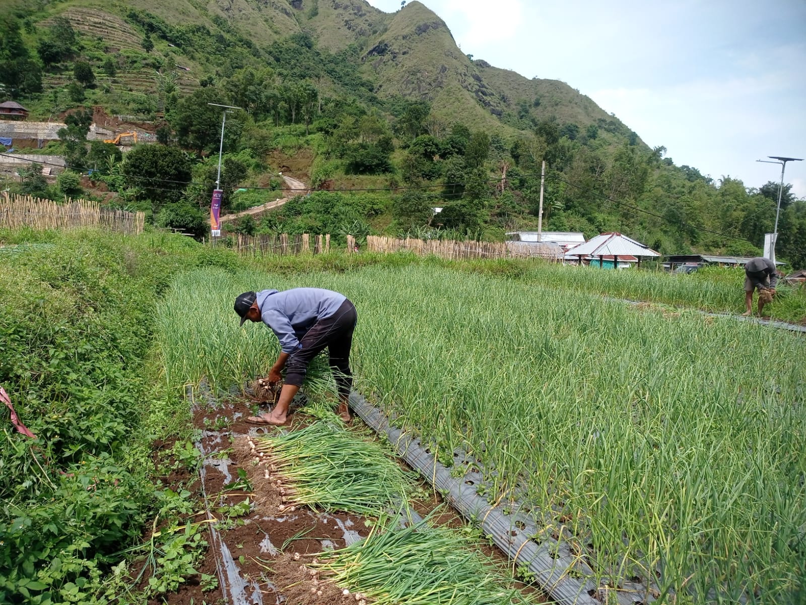 seorang petani dari anggota kelompok tani Pusuk Pujata sedang panenan bawang putih di lahan uji coba