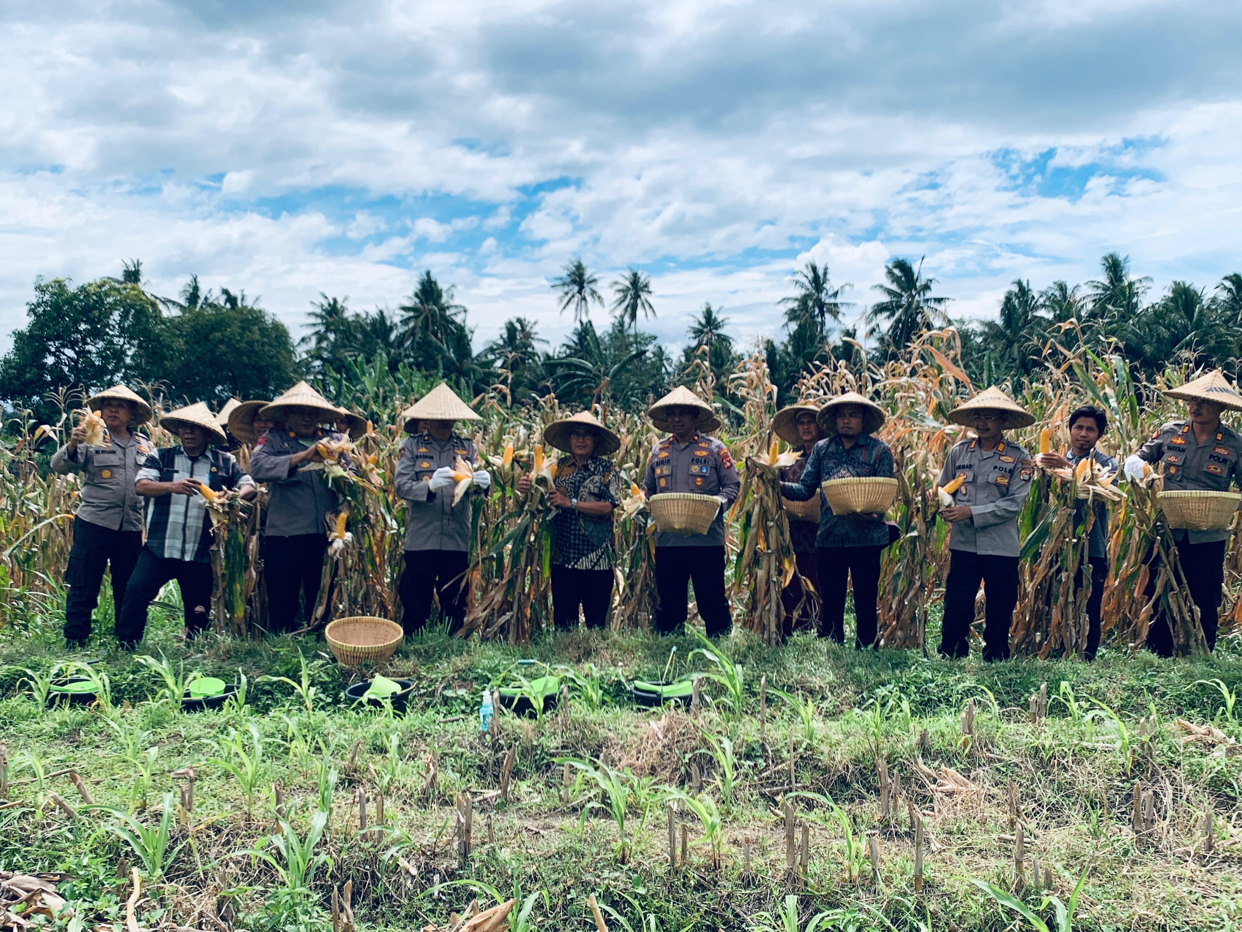 Wakil Kapolres Lotim saya melakukan panen raya jagung serentak di Desa Kalijaga Timur, untuk mendukung program ketahanan pangan.