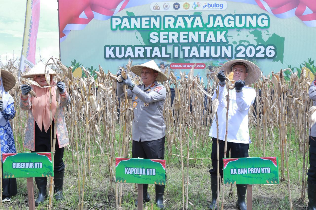 Kapolda NTB Irjen Pol. Edy Murbowo (tengah) saat panen raya jagung di Dusun Batu Samban, Desa Lembar Selatan, Lombok Barat, Kamis (8/1).