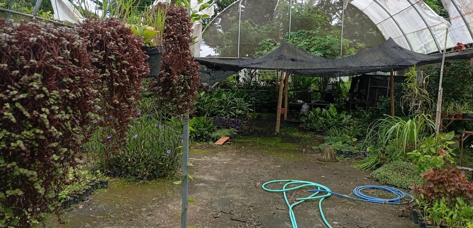 Nampak sejumlah tanaman bunga dan sayur di hidroponik SMKPPN Mataram, Selasa (13/1). SMKPPN Mataram masifkan urban farming.