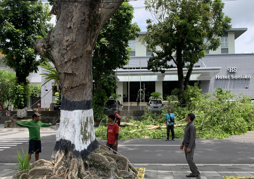 Petugas dari DLH Kota Mataram memangkas pohon di depan Taman Sangkareang.