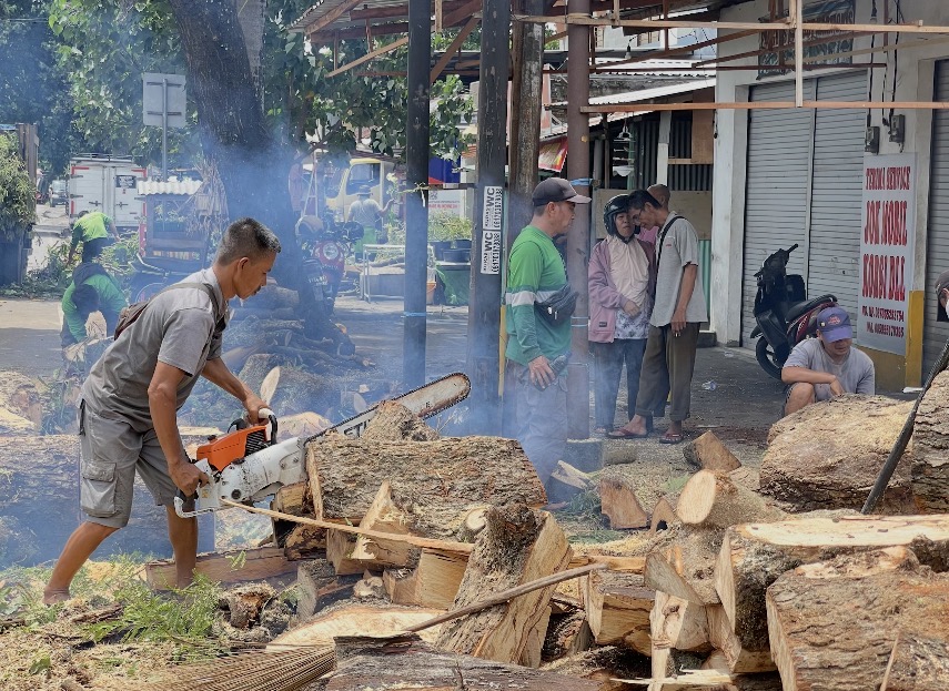 Petugas tengah memotong pohon asam yang tumbang karena angin kencang di kawasan Abian Tubuh, Selasa (13/1).