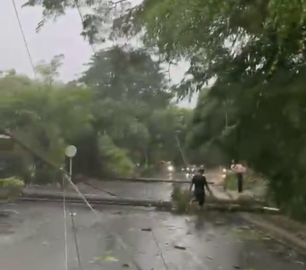 Akibat hujan lebat disertai angin kencang sebanyak 12 tiang listrik tumbang di jalan raya Sengkol-Kuta di Dusun Lenser, Kuta, Pujut, Lombok Tengah, Selasa (20/1) sore.
