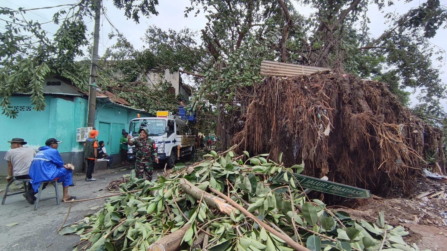 Pohon beringin tumbang di Taman Bawaq Kokoq, Ampenan Tengah, Kota Mataram.