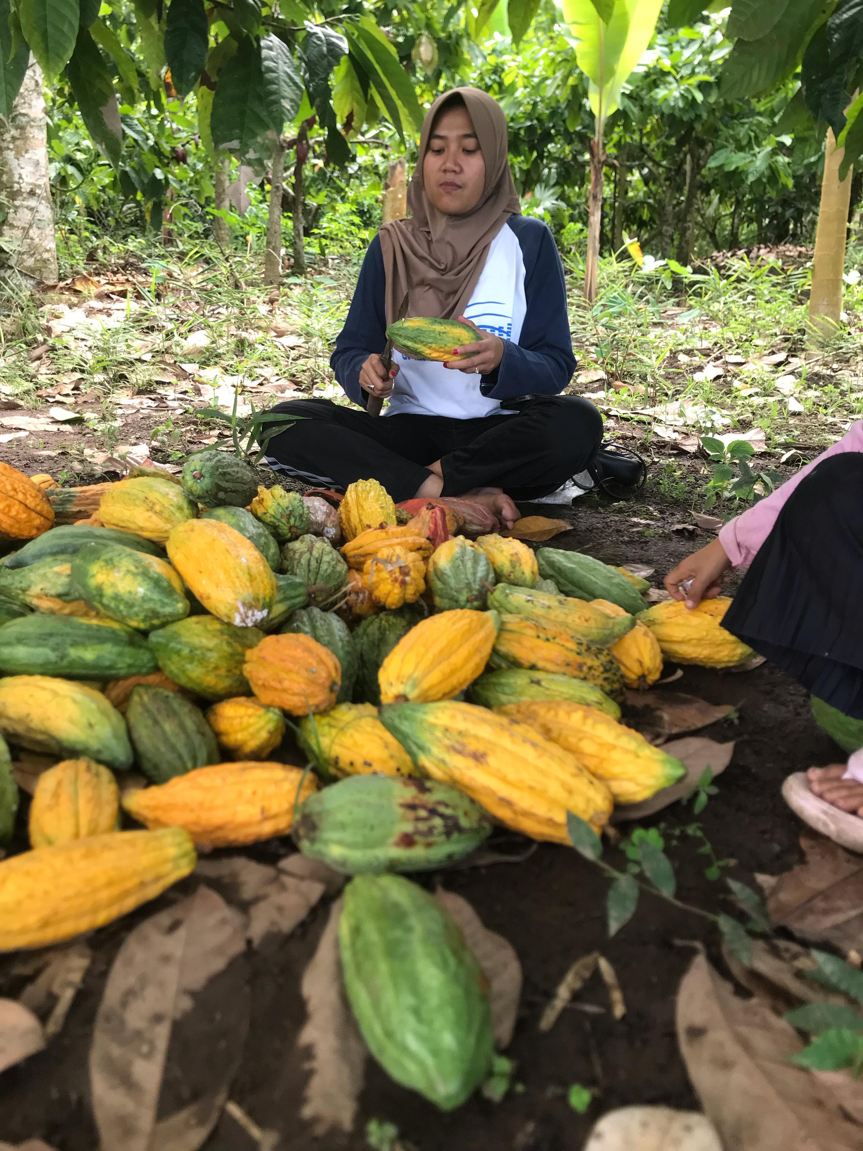 AGRO WISATA:  Seorang petani sedang memilih kakao yang baru dipetik di area agrowisata kakao Desa Bebidas, Kecamatan Wanasaba.