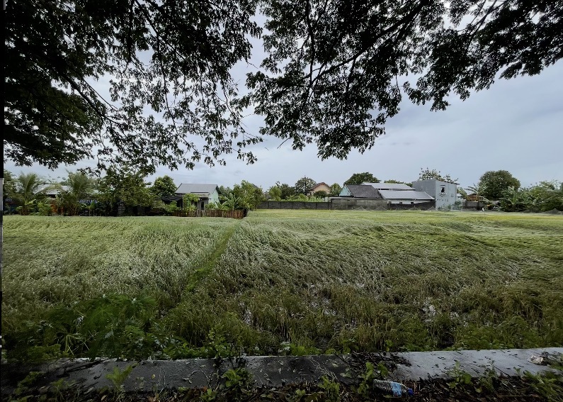 Tanaman padi warga di kawasan Tanjung Karang, Kota Mataram yang rusak akibat cuaca buruk.