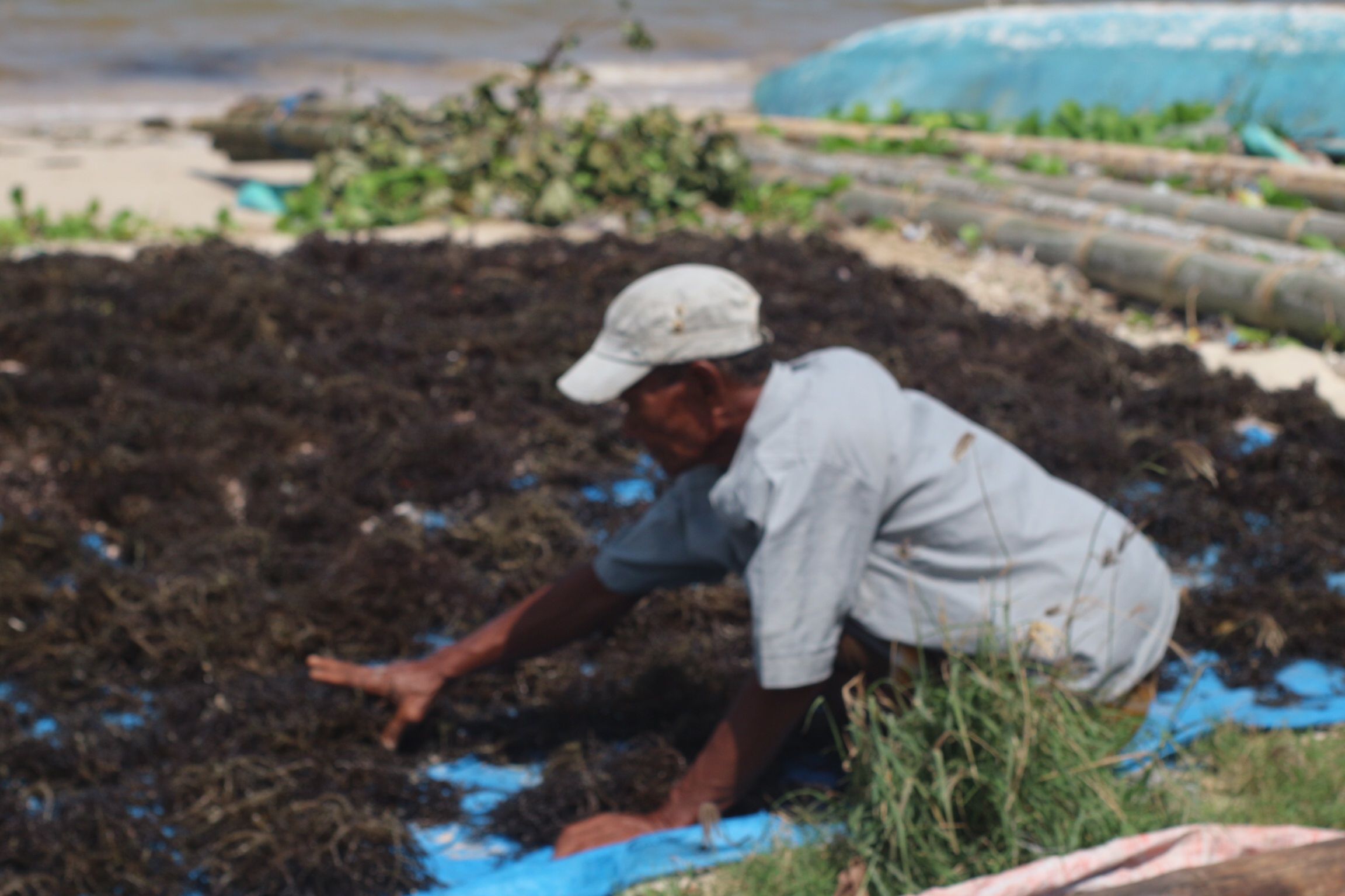 RUMPUT LAUT: Saruji, salah seorang nelayan di Teluk Ekas, Lombok Timur, menjemur rumput laut yang baru saja dipanen dari tebing-tebing di sekitar perairan Ekas.