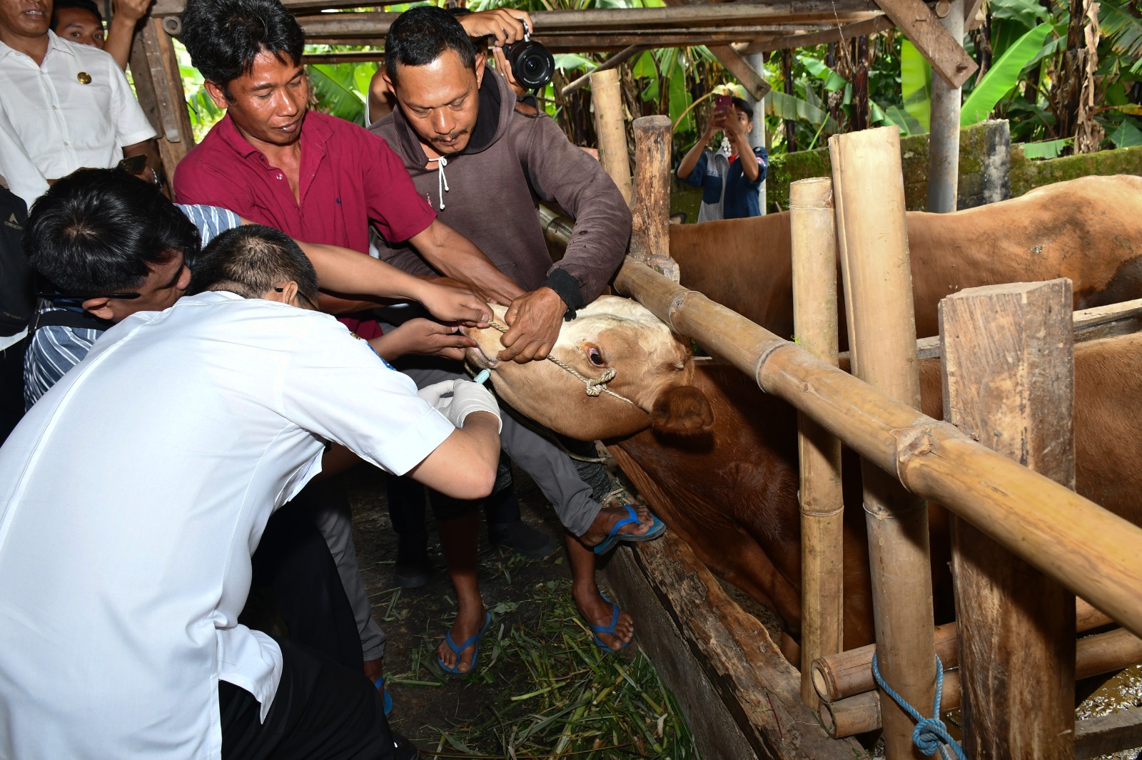 Petugas kesehatan ternak saat memberikan vaksin kepada salah satu sapi ternak di Desa Lendang Nangka Utara