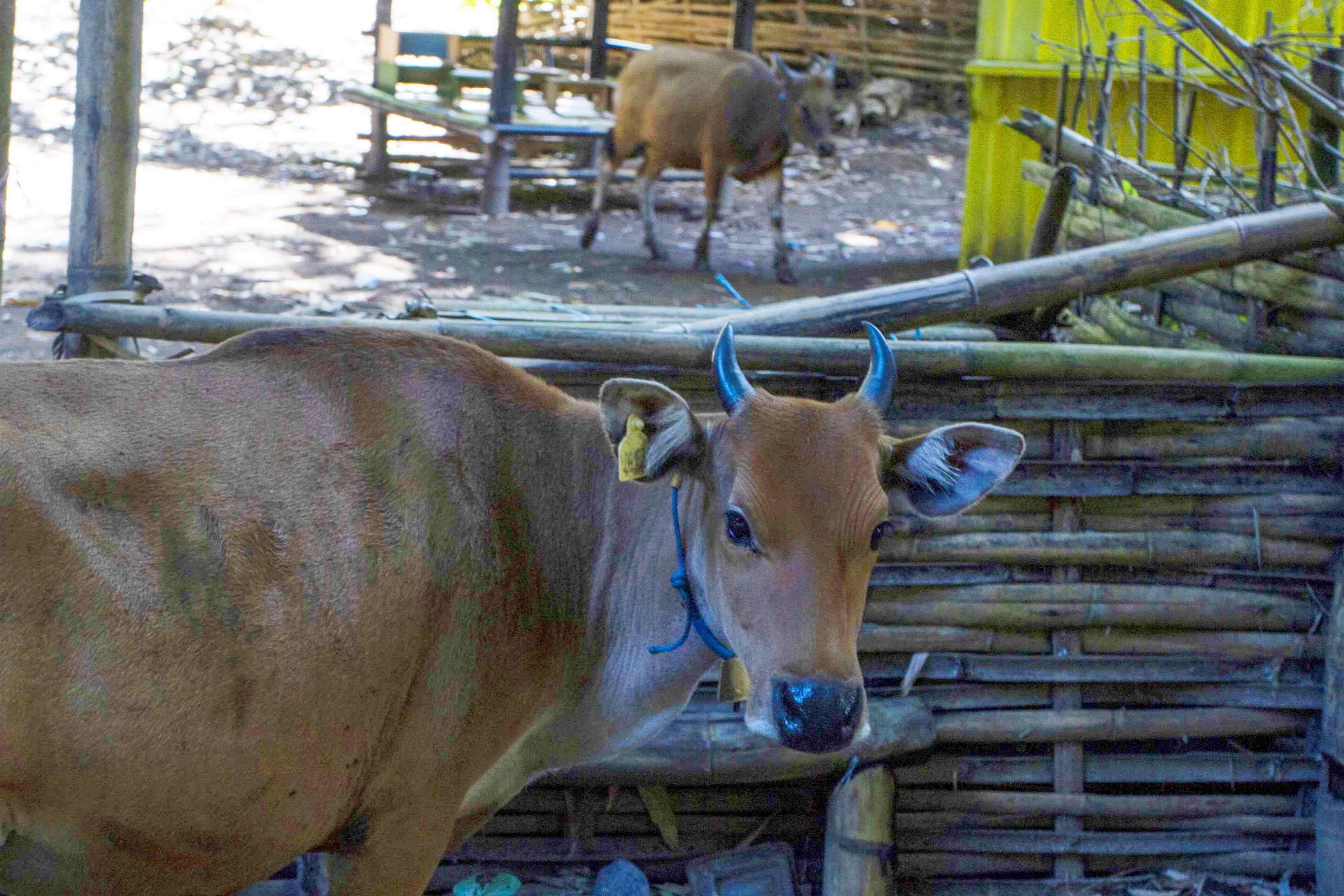 KEBUTUHAN: Sapi, salah satu komoditas unggulan NTB, siap dikirim ke luar daerah untuk mendukung ketahanan pangan dan ekonomi.