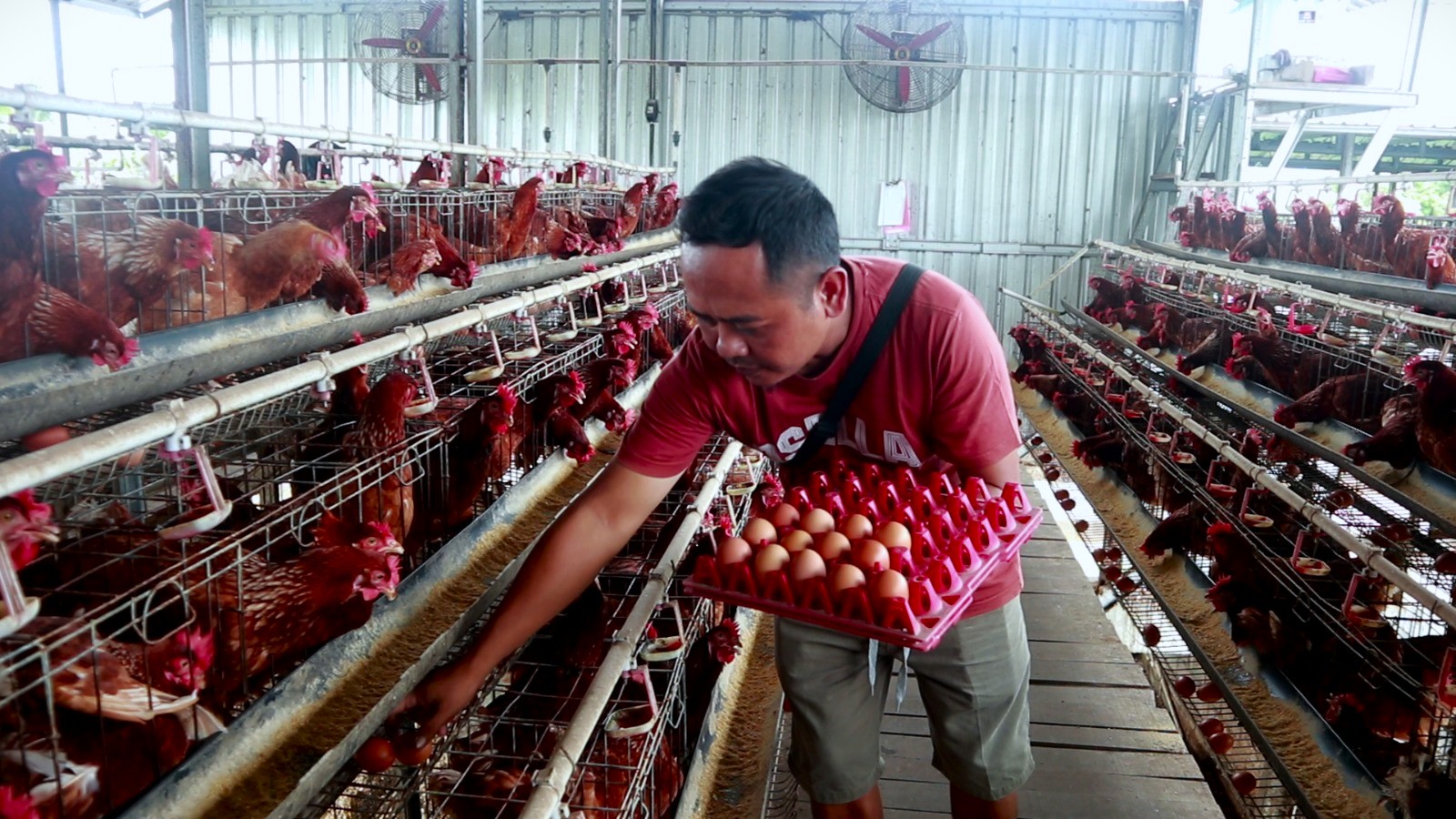 PANEN: Pengusaha ayam petelur di Kabupaten Lombok Tengah yang sedang mengumpulkan telur di kandang miliknya, beberapa waktu lalu.