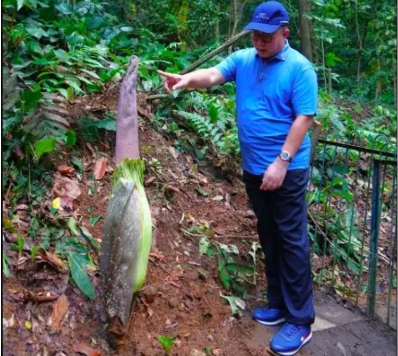 Kepala Badan Riset dan Inovasi Nasional (BRIN) Arif Satria, yang turut meninjau ke Kebun Raya Bogor pada Sabtu (31/1/2026).