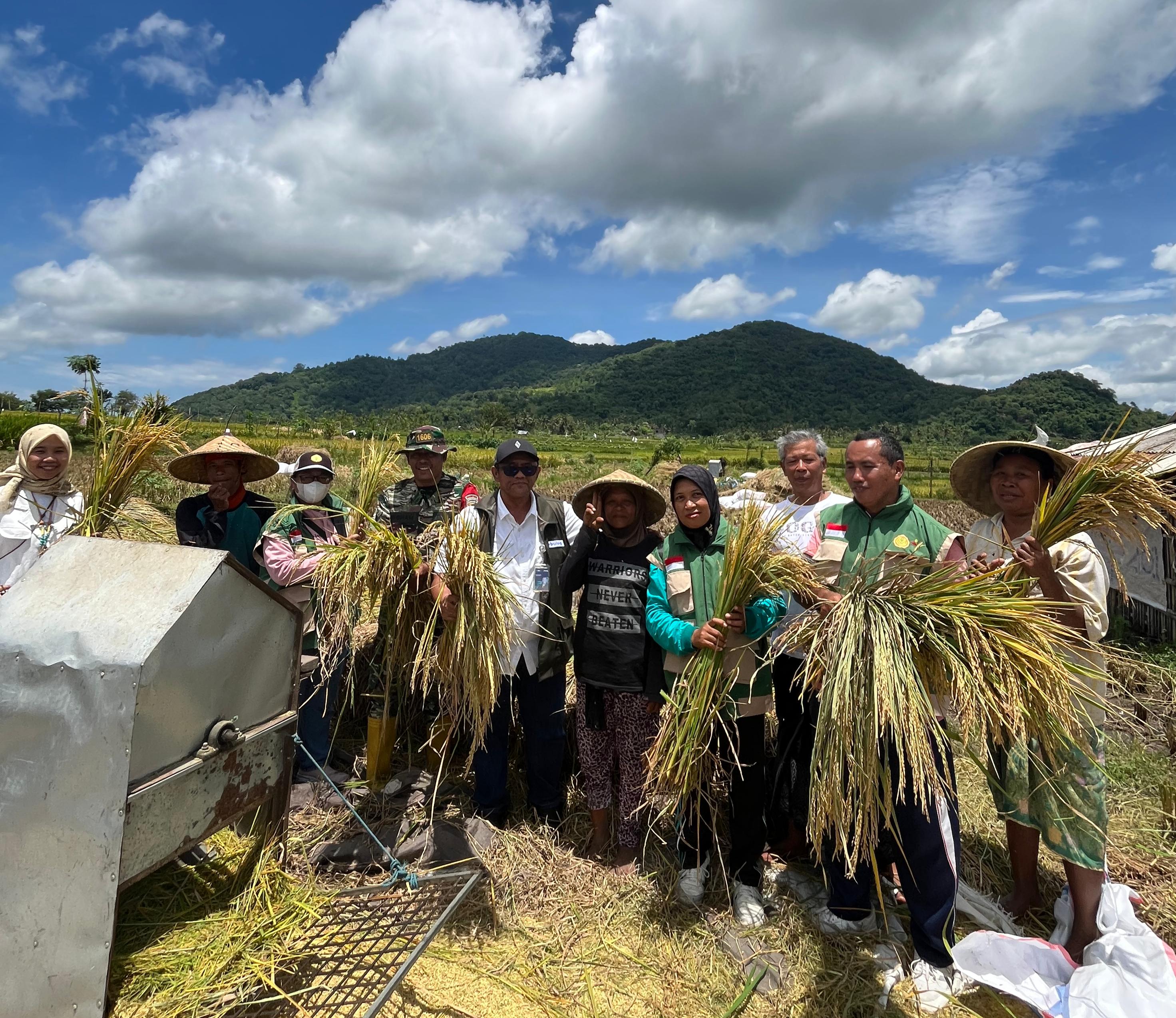 PANEN: Bulog bersama para petani saat panen raya di Desa Giri Sasak, Kecamatan Kuripan, Lombok Barat, Jumat (6/2).